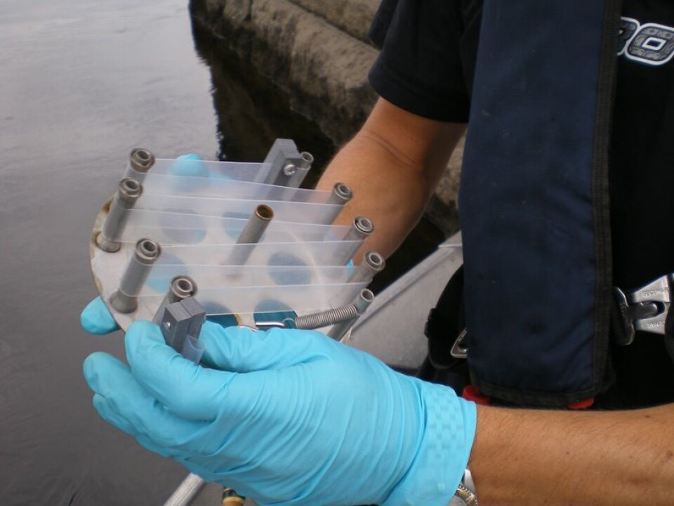 This passive sampler is made from thin sheet of silicone that can absorb contaminants dissolved in water. (Photo: Ian Allan, NIVA)