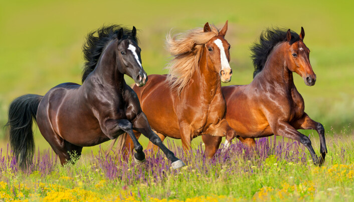 If one of these horses fell, would it be embarrassed? (Photo: Kwadrat / Shutterstock / NTB scanpix) If one of these horses fell, would it be embarrassed? (Photo: Kwadrat / Shutterstock / NTB scanpix)