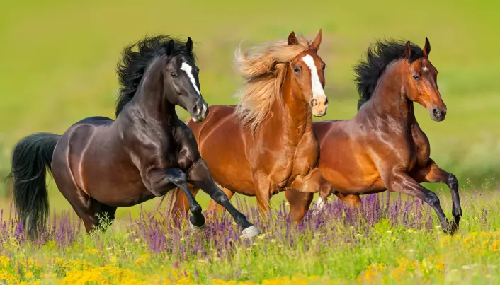 If one of these horses fell, would it be embarrassed? (Photo: Kwadrat / Shutterstock / NTB scanpix)
