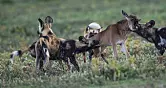 Solving the mystery of Serengeti’s vanishing wild dogs