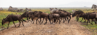 Wildebeest and zebras in Serengeti National Park in Tanzania. (Photo: Per Harald Olsen, NTNU) Wildebeest and zebras in Serengeti National Park in Tanzania. (Photo: Per Harald Olsen, NTNU)
