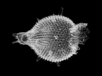 Radiolaria are a single-celled organism with a diameter of between 0.1 and 0.2 millimeters. (Photo: Picturepest / Anthocyrtis grossularia Ehrenberg - Radiolarian / CC BY 2.0)