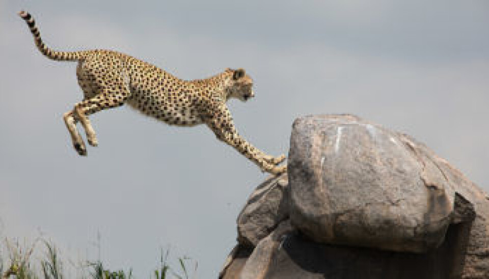 Cheetahs are among the large predators that can discourage African wild dogs from recolonizing Serengeti National Park. (Photo: Per Harald Olsen, NTNU)
