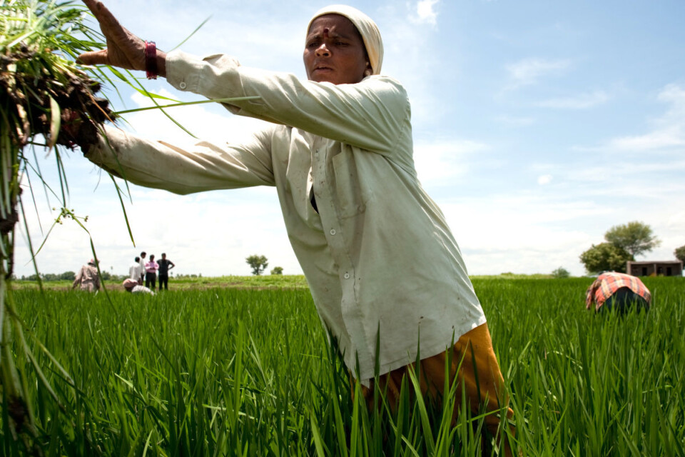 Empowering women smallholders and equipping them with the same knowledge and support systems as men can contribute to climate change adaptation, food and nutrition security and rural development. (Photo: Ragnar Våga Pedersen)