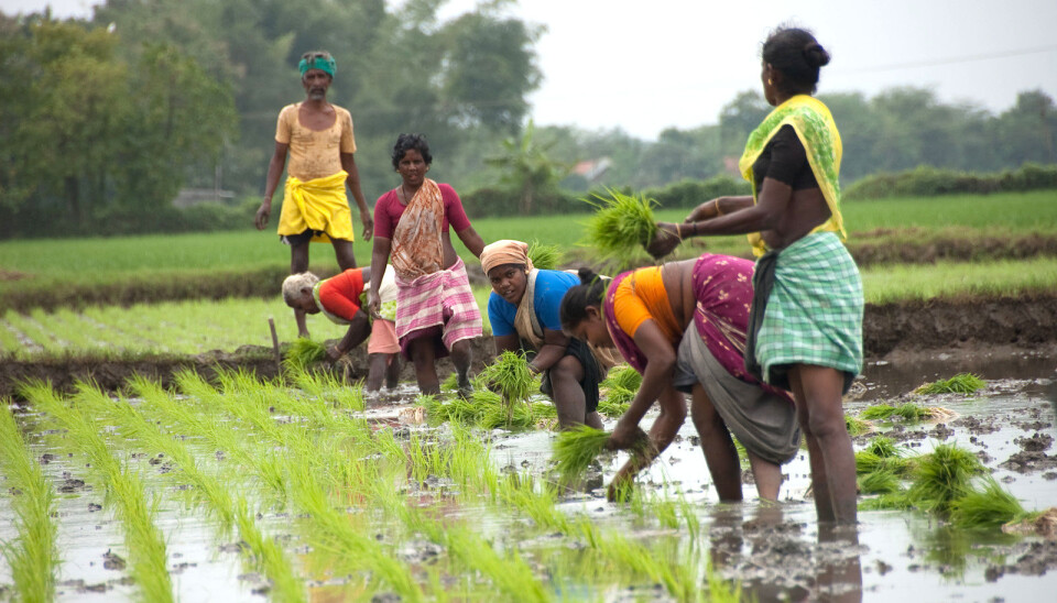 Women smallholders in developing countries face multiple constraints compared to their male counterparts, among other things provide unpaid farm work in addition to bearing the burden of care and reproductive roles within the family and community. They are in many cases deprived of land ownership, access to markets, key assets and inputs, and are frequently excluded from decision-making. (Photo: Ragnar Våga Pedersen)