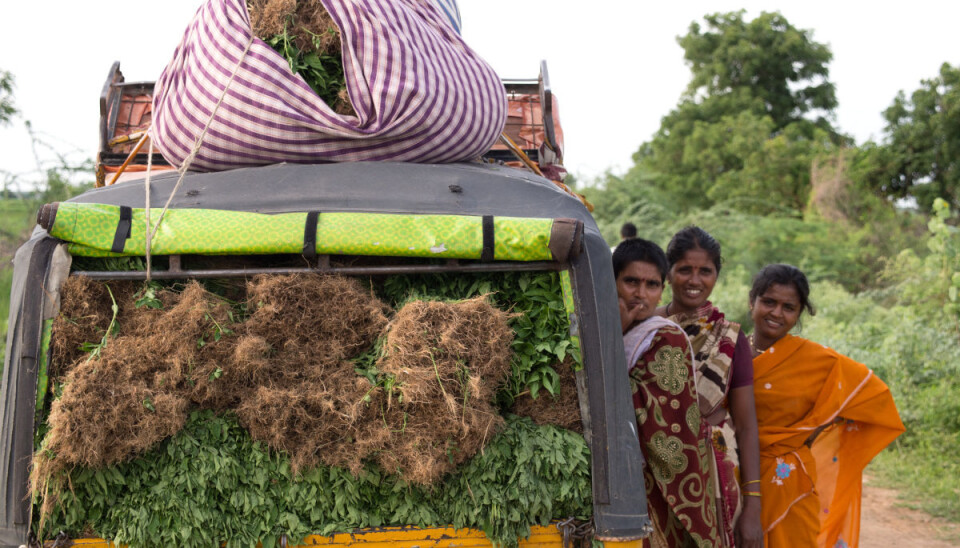 According to FAO, closing the gender gap could increase yields on smallholder farms by 20-30 percent, lifting 100-150 million people out of hunger. (Photo: Ragnar Våga Pedersen)