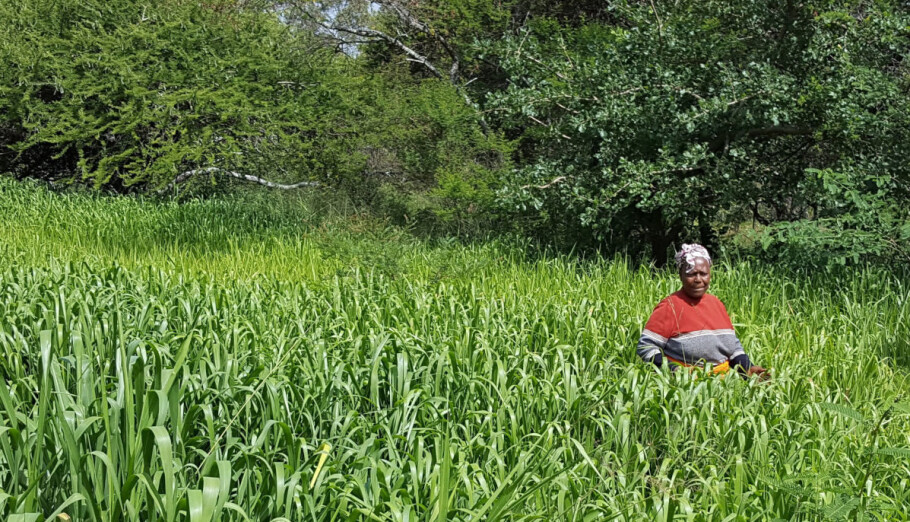: A key recommendation from the InnovAfrica project is to empower rural women at an individual level. The smallholder on this picture, Ruth, is experiencing huge success with Bracharia grass production in Kenya. (Photo: Marte Lund Edvartsen)