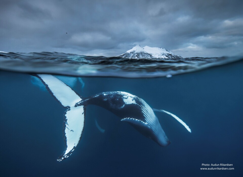 The humpback whale lives a life filled with herring, extremely long migrations, and tropical parties. (Photo: Audun Rikardsen)