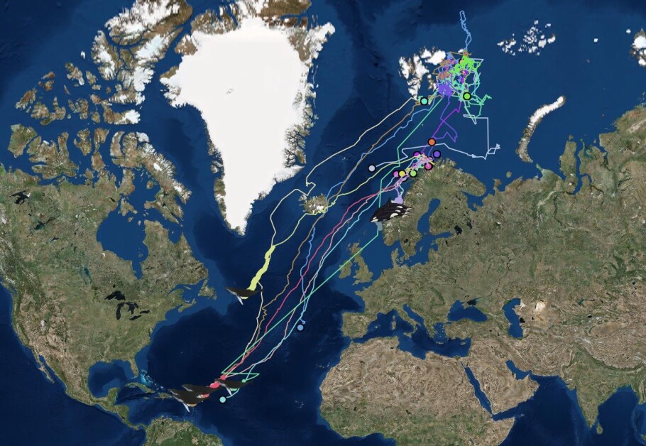 Humpback whales have been satellite tracked from the Arctic to the Caribbean. At the moment they are in the tropical island paradise to find their soul mate. (Map: Whale track/UiT The Arctic University of Norway)