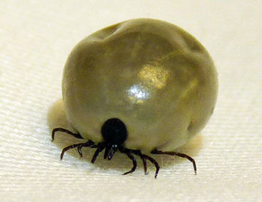 The tick Ixodes ricines. (Photo: Inger Sofie Hamnes, Norwegian Veterinary Institute)