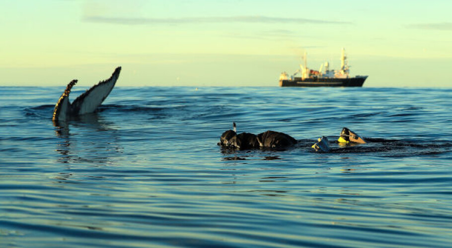 Rikardsen's team marked 10 humpback whales in the Arctic in September. The whales are currently in the Caribbean! (Photo: Lisa Kettemer)