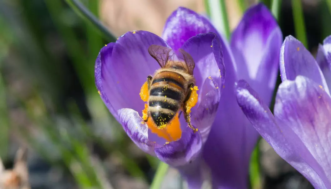 A honeybee collects pollen from a crocus. (Photo: Hallvard Elven, Natural History Museum)