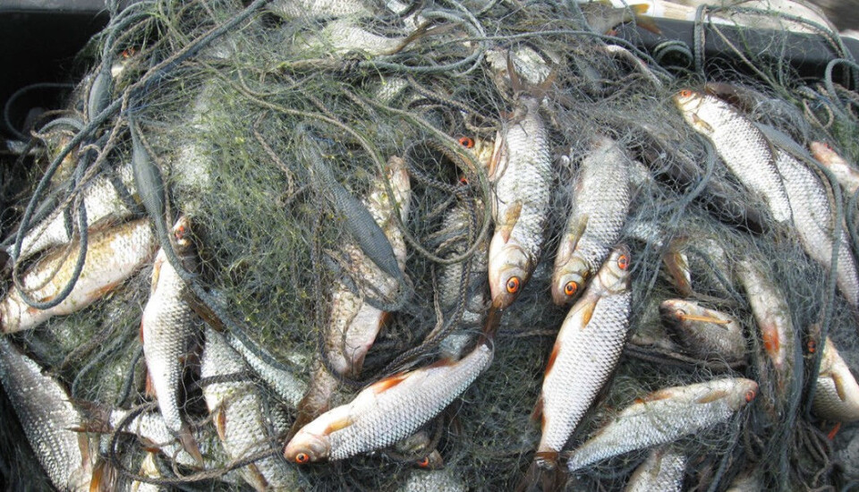 The gill net set full of roach captured from a murky lake. The mesh is discoloured by blue-green algae. (Photo: Kimmo Kahilainen, INN University).