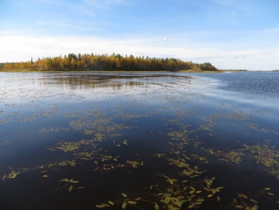 Murky Lake Vaatto. Both lakes are situated above the Arctic Circle but have vastly different water quality due to different climate and surrounding catchment. Joint effects of climate change and land-use are causing fundamental shifts in the ecology of northern lakes with potentially dire consequences for the species they contain. (Photo: Brian Hayden).