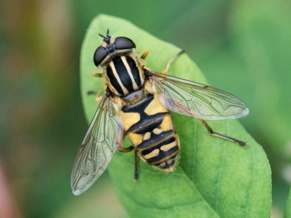 The hoverfly, Helophilus pendulus, is one of the species that is an important pollinator in Norway. (Photo: Halvard Elven/ UiO Natural History Museum)