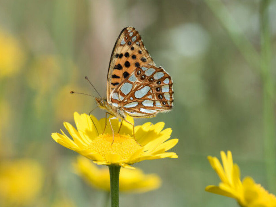 A Queen of Spain fritillary, Issoria lathonia, feeding from a yellow chamomile flower. (Photo: Halvard Elven/ UiO Natural History Museum)