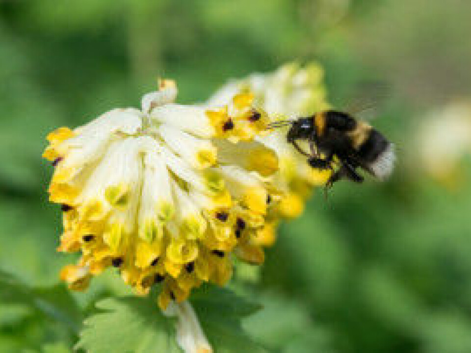 A garden bumblebee, Bombus hortorum, on a Siberian corydalis in the Oslo Botanical Garden. The garden bumblebee is one of the long-tongued bumblebee species. (Photo: Hallvard Elven / UiO Natural History Museum)