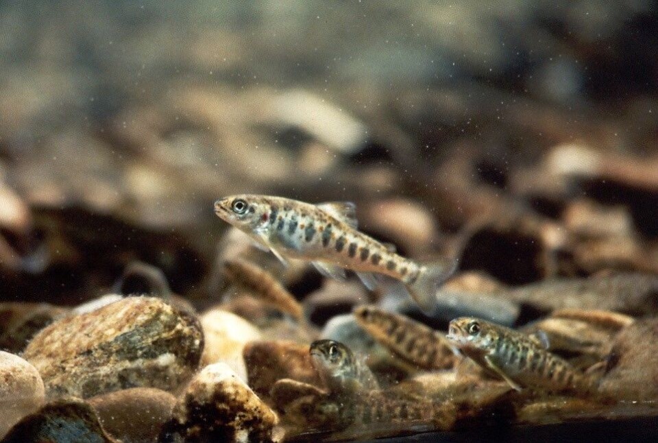 A case study on assessment of combined effects of gamma radiation and depleted uranium on Atlantic salmon was conducted to propose a conceptual approach for combined effect assessment using global gene expression data. The paper was selected as the best toxicology paper in 2018 by the Norwegian Society of Pharmacology and Toxicology (NSFT).