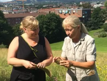 Botanist and lecturer Kristina Bjureke (right) collects seeds from a meadow in Oslo along with Gro Hilde Jacobsen from Bymiljøetaten, Oslo’s urban environment agency.