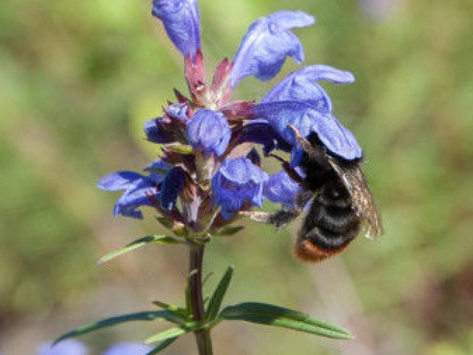 The queen of a red-tailed bumblebee, Bombus lapidaries, on a dragon head. Dragon head flowers have characteristics that are typical of plants adapted to bumblebees, with blue flowers, a deep nectar tube and an opening that few other flower-visiting insects can pass through. (Photo: Hallvard Elven, UiO Natural History Museum)