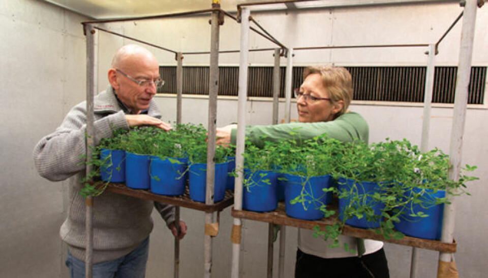 OZONE TEST: Frode Stordal and Ane Vollsnes are researching how plants are damaged by ozone. This is done in the phytotron, an advanced facility where it is possible to test what happens to plants under different climatic conditions. (Photo: Yngve Vogt)