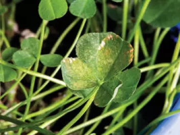 THE OZONE DAMAGE: This clover was subjected to ozone for as little as three six-hour periods. This was enough for it to get visible spots. These dots are dead tissue. (Photo: Yngve Vogt)