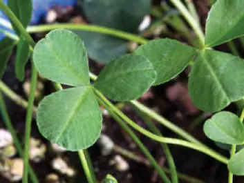HEALTHY: This clover has not been subjected to additional ozone pollution. Here the leaves are totally normal. (Photo: Yngve Vogt)