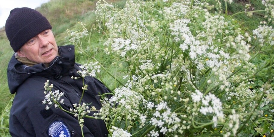 One of the staff of the Svalbard governor’s office removes unwanted cow parsley in Barentsburg.(Photo: Christopher Engås, Svalbardsposten.