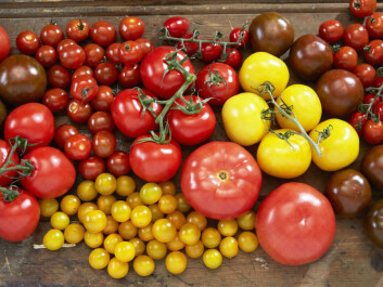 Chemistry and taste are closely linked in a tomato. This made it easy for researchers to create the new tomatoes you now find in the vegetable areas of supermarkets. (Photo: Synøve Dreyer, Opplysningskontoret for frukt og grønt, Creative Commons) Chemistry and taste are closely linked in a tomato. This made it easy for researchers to create the new tomatoes you now find in the vegetable areas of supermarkets. (Photo: Synøve Dreyer, Opplysningskontoret for frukt og grønt, Creative Commons)