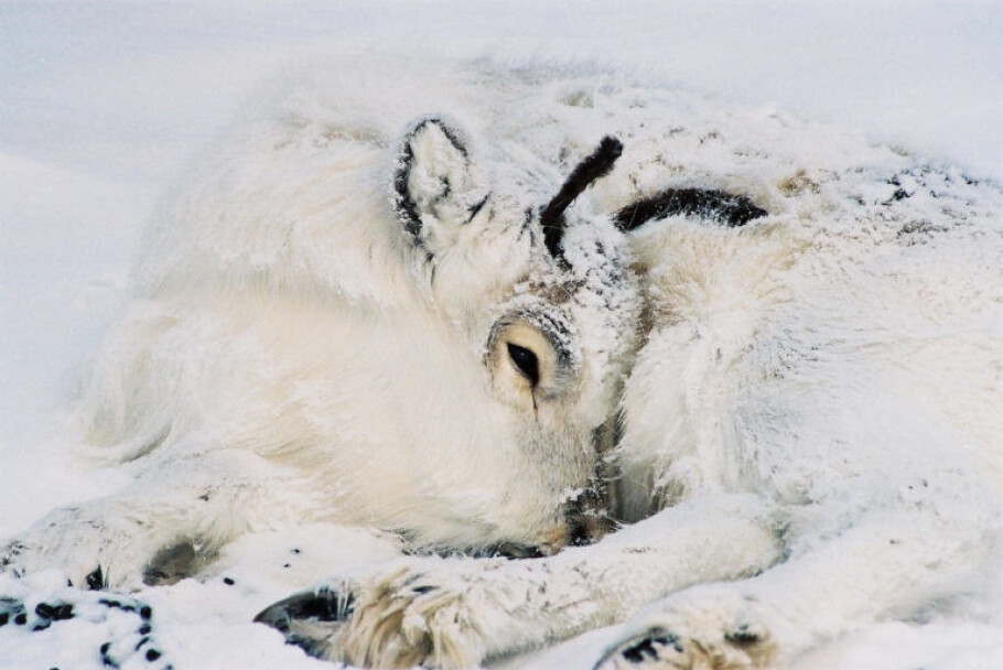 Svalbard’s reindeer are perfectly adapted to the harsh climate there. New research shows they also appear to be able cope with extreme climate change, in part because more vulnerable animals, like this calf, will die off during extreme events, leaving only the strongest animals to survive. (Photo: Erik Ropstad)