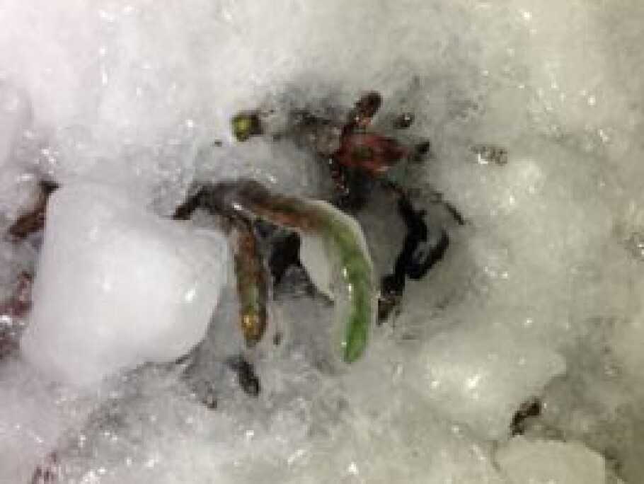 Rain-on-snow has the potential to encase plants in ice, making it impossible for reindeer to graze on them. (Photo: Brage B. Hansen)