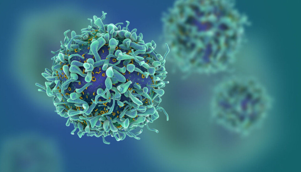 New study shows that people affected with coeliac disease have unique immune cells which attack gluten. The same type of cells have been found in elevated numbers in the blood of patients with other autoimmune diseases. (Illustration: fusebulb / Shutterstock / NTB scanpix)