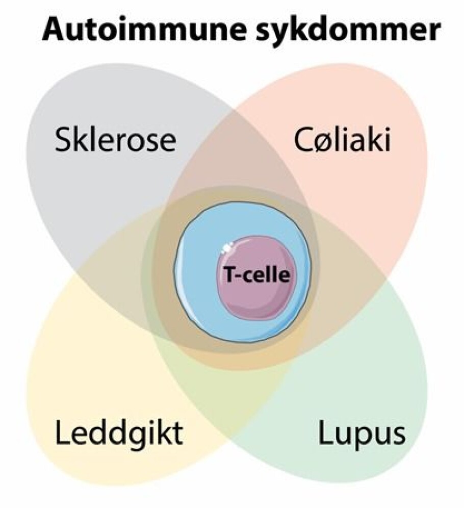 The researchers have found that a special type of T-cells is common to several autoimmune diseases. These cells recognize gluten in patients with coeliac disease. Now the goal is to find what they recognize in patients with other autoimmune diseases, as well as to disable such cells with targeted treatment. (Photo: SMART Servier Medical ART, modified by Asbjørn Christophersen)