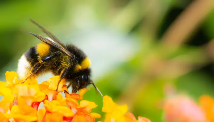 How you can help the insect world