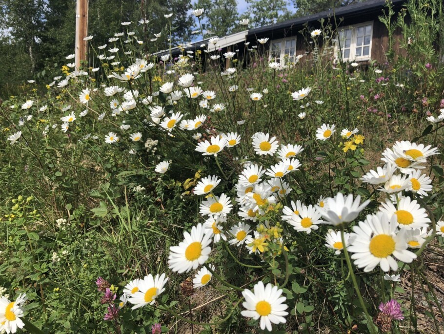 This was a well-groomed lawn seven years ago. By mowing it once a year, the owner has turned it into an insect haven. (Photo: Frode Ødegaard)