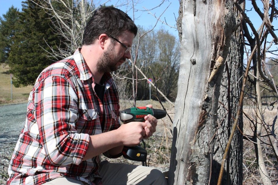Insect researcher Frode Ødegaard drills holes for the insects in a dry tree trunk. (Photo: Christina Jones, NINA)