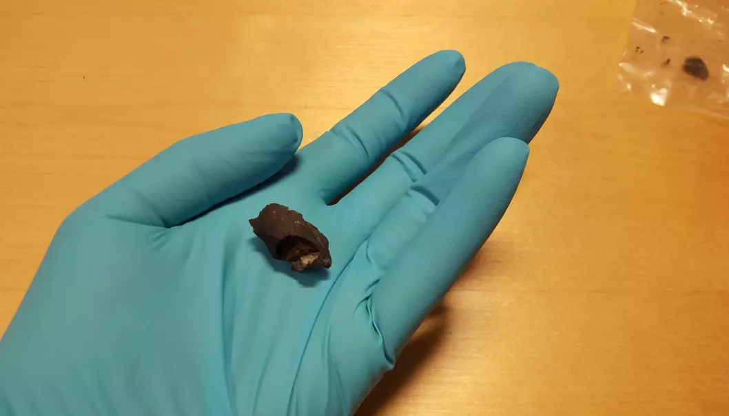 This little lump of birch pitch was used as chewing gum by someone in southern Sweden about 10 000 years ago. (Image: Natalija Kashuba / Stockholm University)