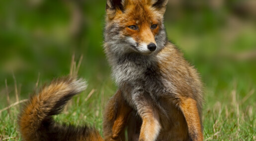 Half of Norwegian red foxes eat rat poison