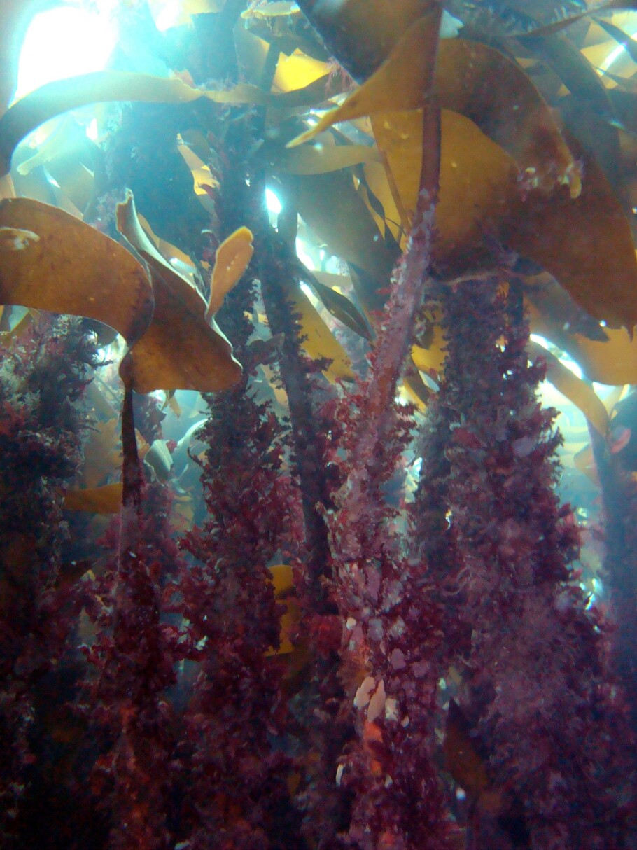 In the last decades, there has been a shift from rich kelp forests to naked barren grounds dominated by sea urchins. Intact kelp forests, like in this picture, were only found in the most wave exposed areas. (Photo: Janne Gitmark / NIVA)