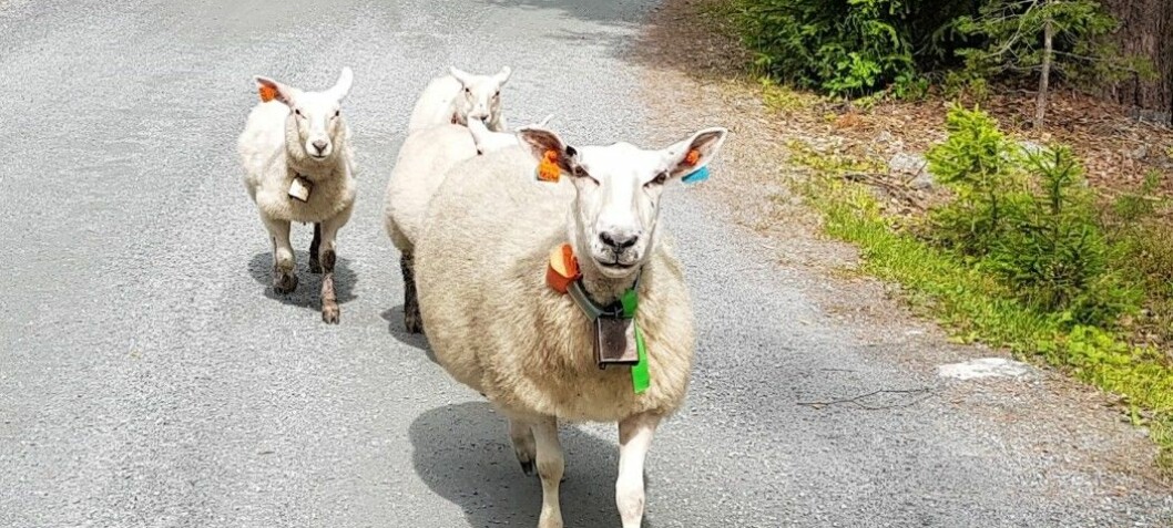 How annoying is it for sheep to wear a bell all summer long?