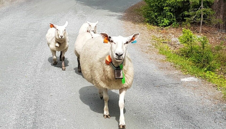 There isn’t much research on how sheep react to bell noises and how the sound affects their overall welfare. Do they get used to the sound of the bell or are they bothered by it? (Photo: Nina Kristiansen)