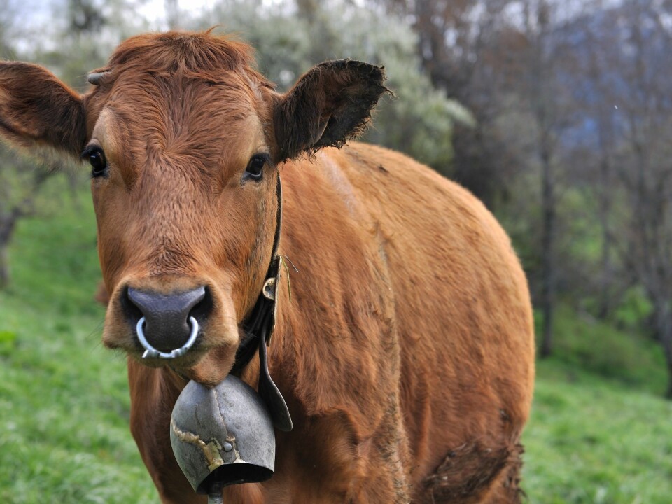Cows also wear bells during the summer, but there is no Norwegian research on how the constant bell sound affects cows, either. (Photo: Colourbox)