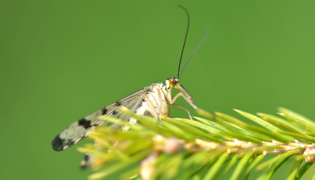 Eradicating mosquitoes, not protecting them, is the dominant attitude towards the insects, in spite of the role they play in Nordic ecosystems. (Photo: Colourbox) Eradicating mosquitoes, not protecting them, is the dominant attitude towards the insects, in spite of the role they play in Nordic ecosystems. (Photo: Colourbox)