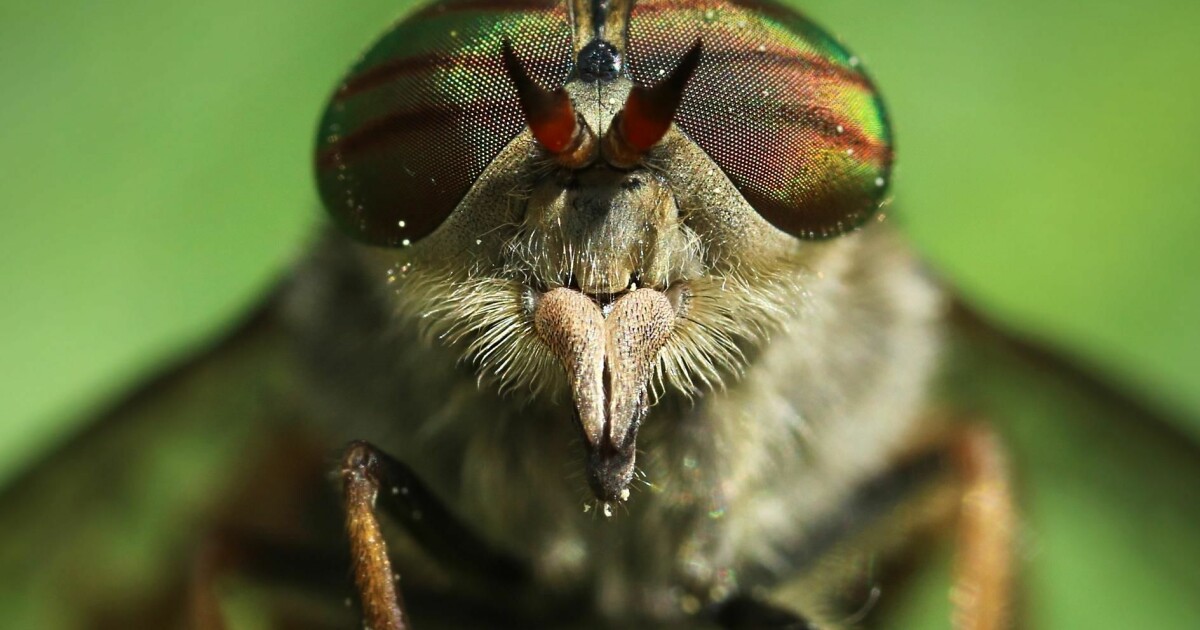 What Use Are Biting Horseflies
