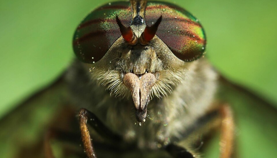 Horseflies have broad heads and large eyes with a metallic leather pattern. The fly in the picture is a female, because her eyes are divided. Only the female feeds on blood. Male horseflies can be identified because their eyes are grown together. (Photo: Colourbox)