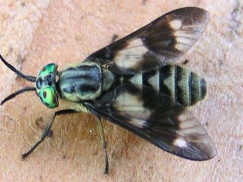 How long do horse flies live for