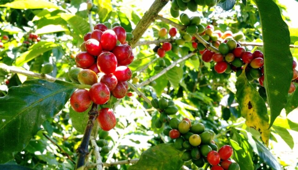 Researchers have investigated various strategies that farmers can implement to tackle the effects of climate change. (Photo: Kauê de Sousa)