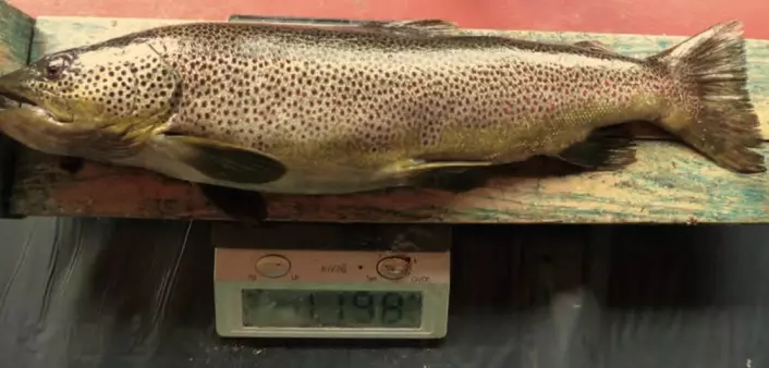 This trout, weighing almost 1.2 kilos, had a lemming, a mountain field mouse and a field mouse in its stomach. (Photo from the research article)