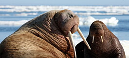 Vikings wiped out Iceland’s walruses