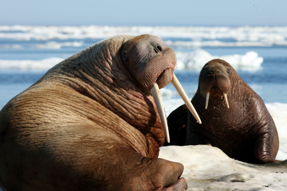 Walruses have been heavily hunted throughout the ages, but were totally protected in 1950. Today they live in mainly in East Greenland, Svalbard and Frans Josef's land (Photo: tryton2011 / Shutterstock / NTB scanpix)